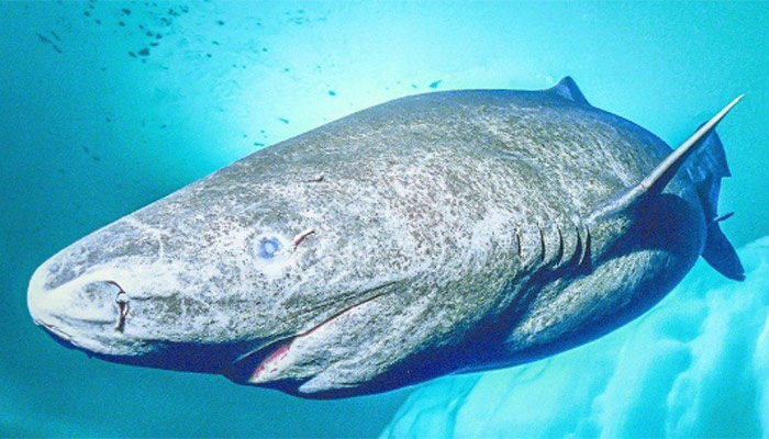 Greenland Shark Becomes the Oldest Vertebrate in the World