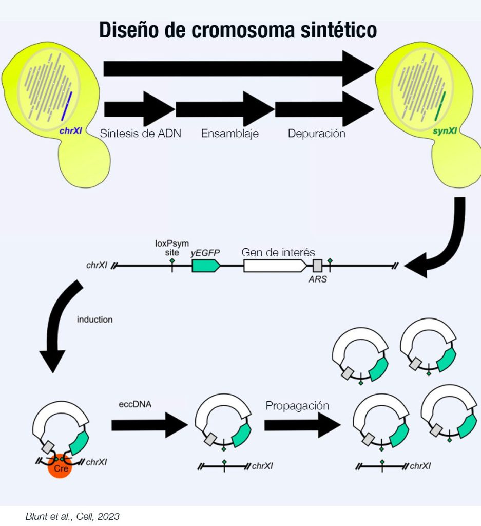 Por primera vez crean vida artificial a partir de un cromosoma sintético