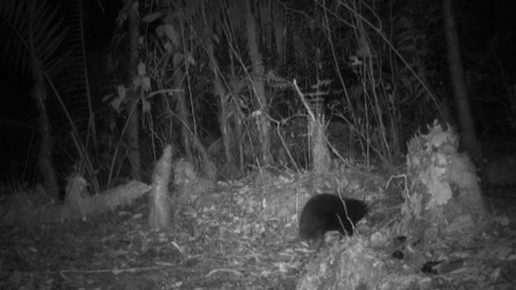 ¡Redescubierta! El mamífero más raro del mundo que se creía extinto es visto 60 años después 3 ¡Redescubierta! El mamífero más raro del mundo que se creía extinto es visto 60 años después