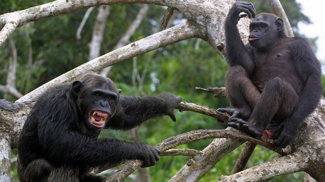 ¿Los chimpancés usas tácticas de guerras humanas?