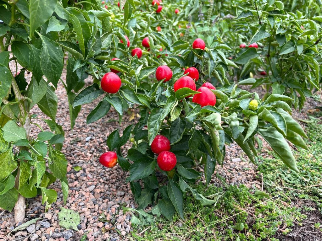 Granjas ultraeficientes: El futuro de los cultivos está en el cielo
