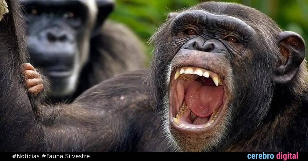 ¿Los chimpancés usas tácticas de guerras humanas?