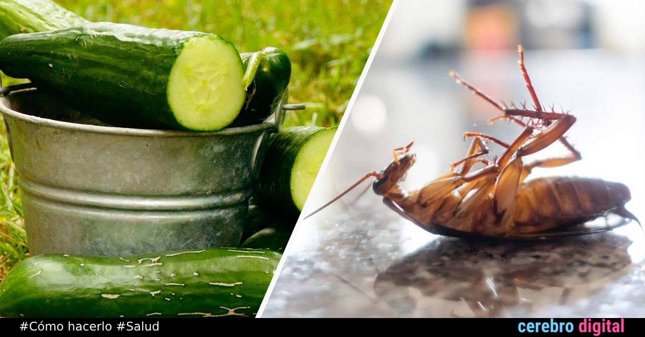 Cómo deshacerte de las cucarachas sin productos químicos ni insecticidas 1 Cómo deshacerte de las cucarachas sin productos químicos ni insecticidas