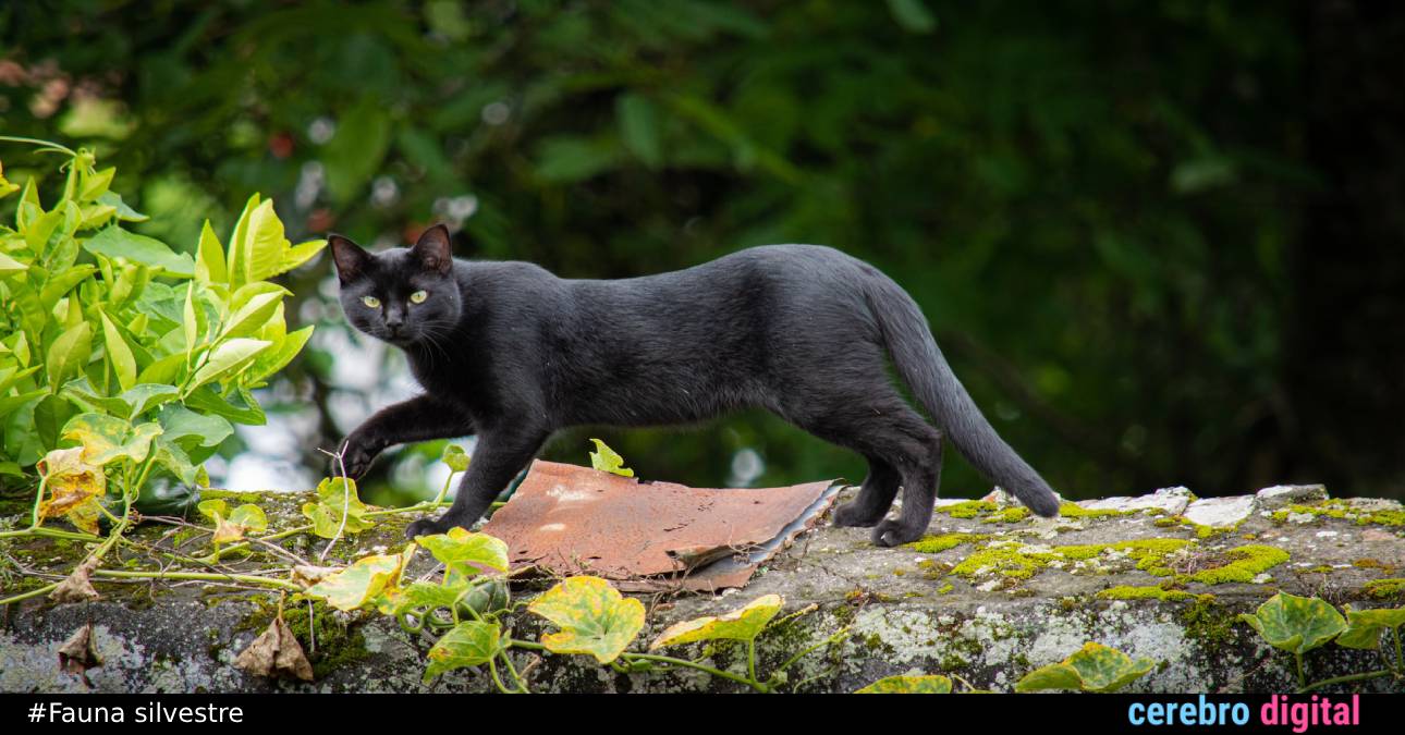 El misterioso andar “perfecto” de los gatos y que solo dos animales más logran imitar 1 El misterioso andar “perfecto” de los gatos y que solo dos animales más logran imitar