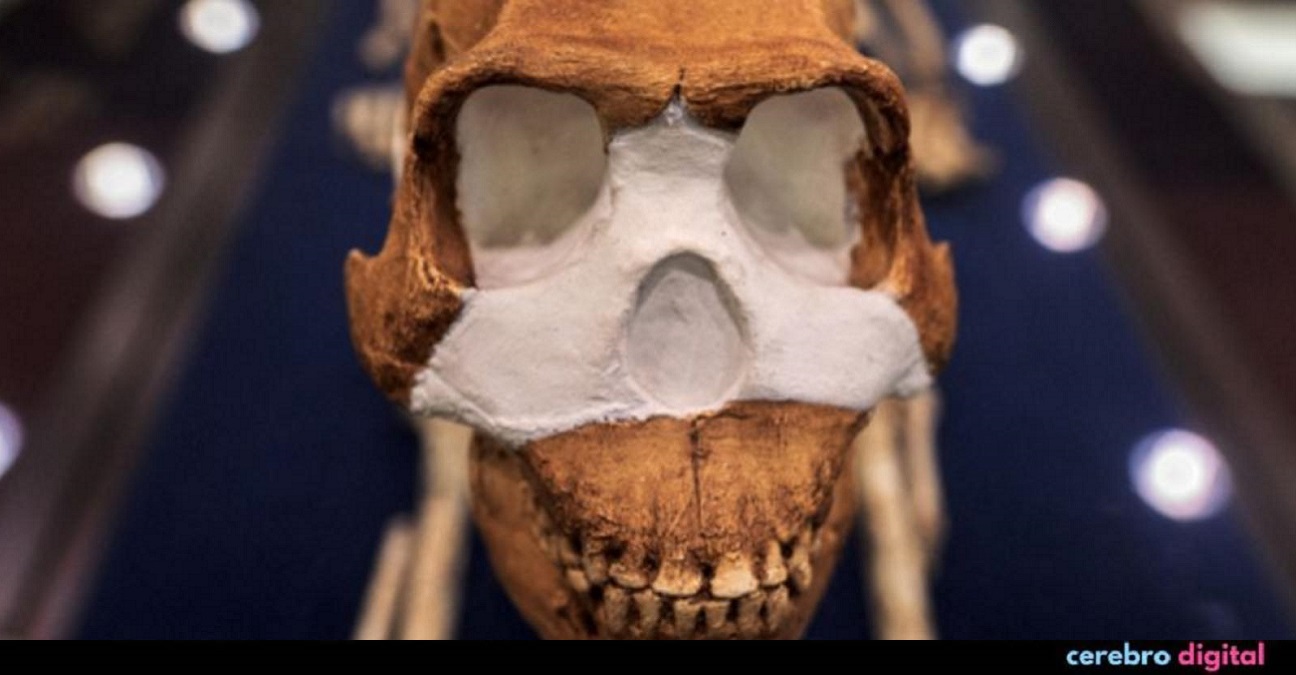 El sitio de entierro más antiguo conocido del mundo no fue creado por nuestra especie 1 -