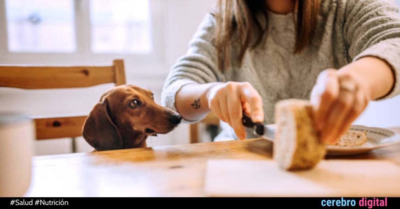 Qué sucede con nuestros perros si comen pan