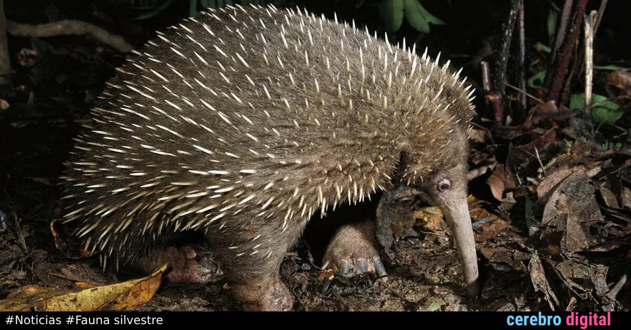 ¡Redescubierta! El mamífero más raro del mundo que se creía extinto es visto 60 años después 1 ¡Redescubierta! El mamífero más raro del mundo que se creía extinto es visto 60 años después