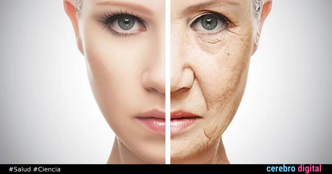 Senolíticos: fármacos contra el envejecimiento que podrían alargar nuestra vida