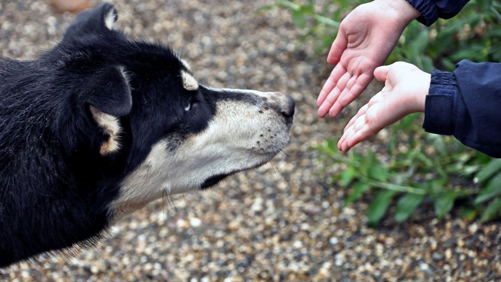Los perros tienen un sentido desconocido hasta ahora: detectan calor con la nariz 2 Los perros tienen un sentido desconocido hasta ahora: detectan calor con la nariz