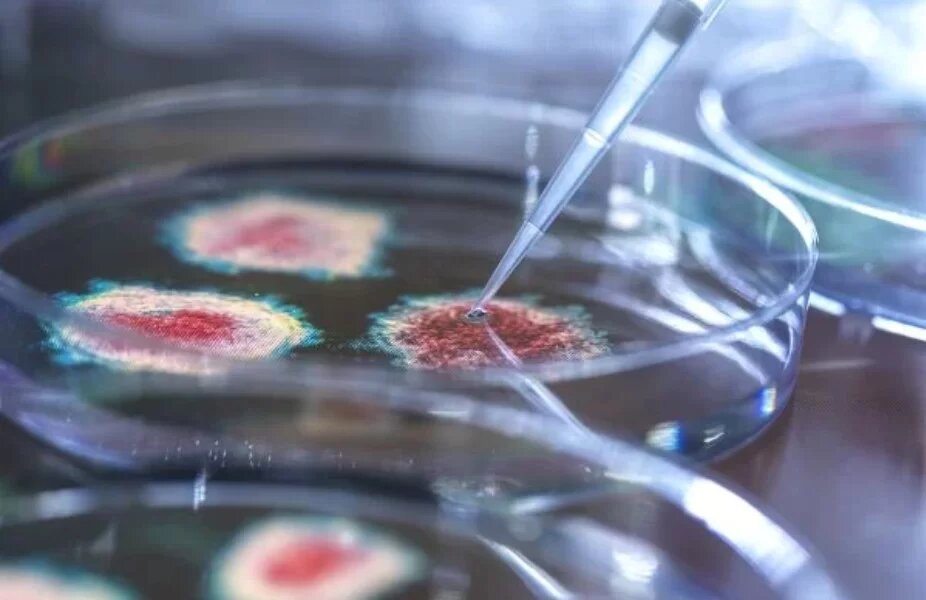 Descubren un organismo que se alimenta de virus