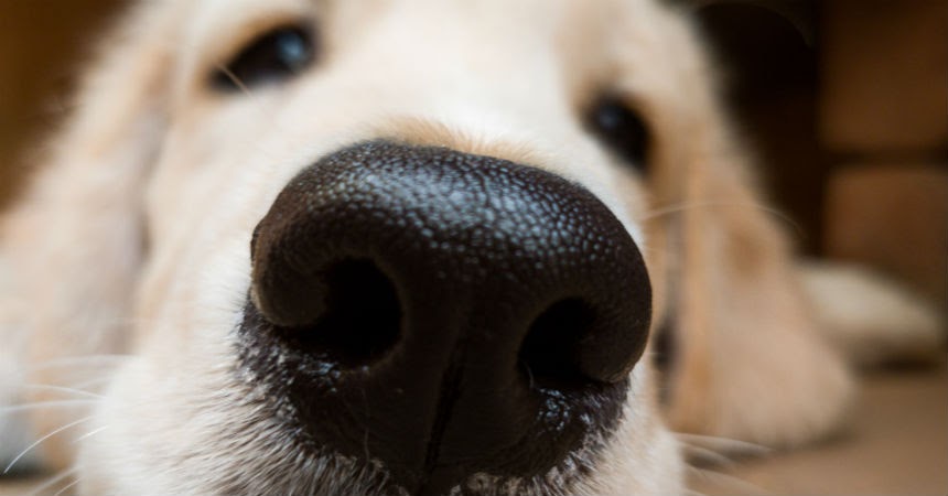 Los perros tienen un sentido desconocido hasta ahora: detectan calor con la nariz 3 Los perros tienen un sentido desconocido hasta ahora: detectan calor con la nariz
