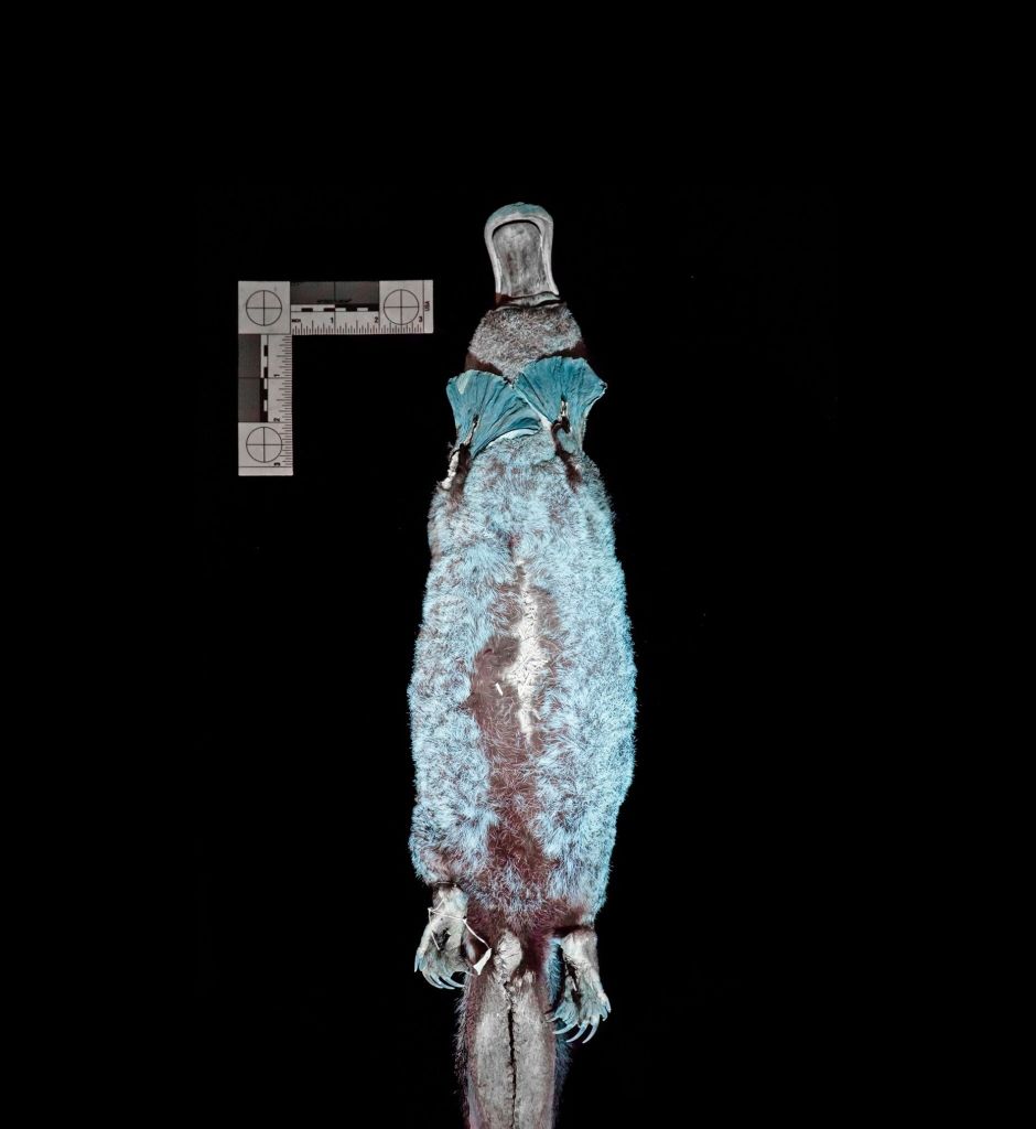 Documentan por primera vez la biofluorescencia en demonios de Tasmania 3 Documentan por primera vez la biofluorescencia en demonios de Tasmania