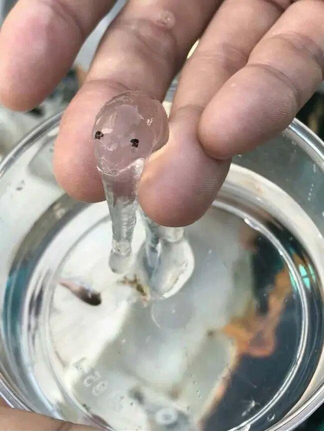 Animales extraños que no creerás que existen