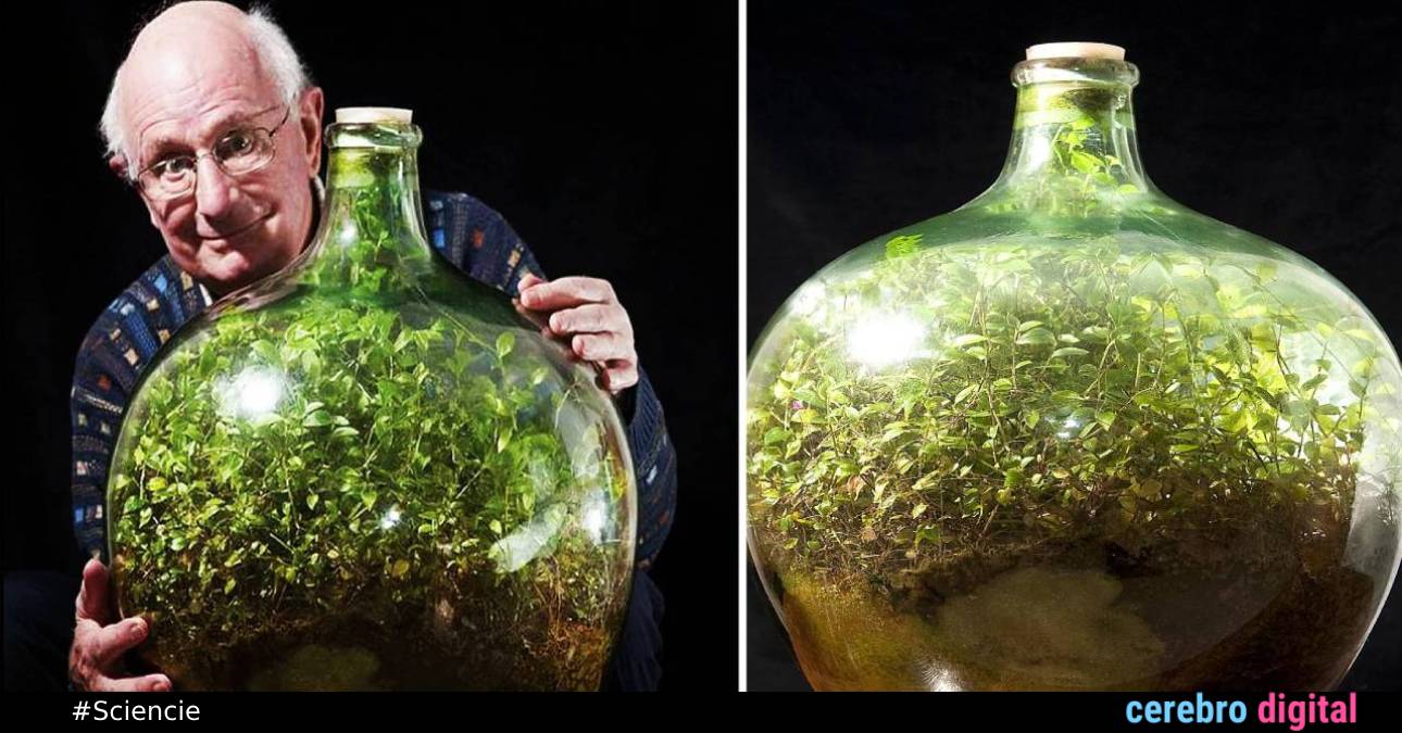 A Miniature Ecosystem: David Latimer's Small Garden 1 A Miniature Ecosystem: David Latimer's Small Garden