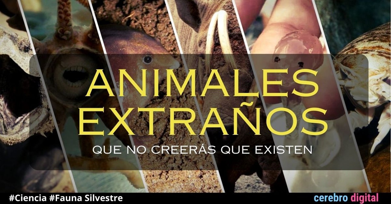 Animales extraños que no creerás que existen