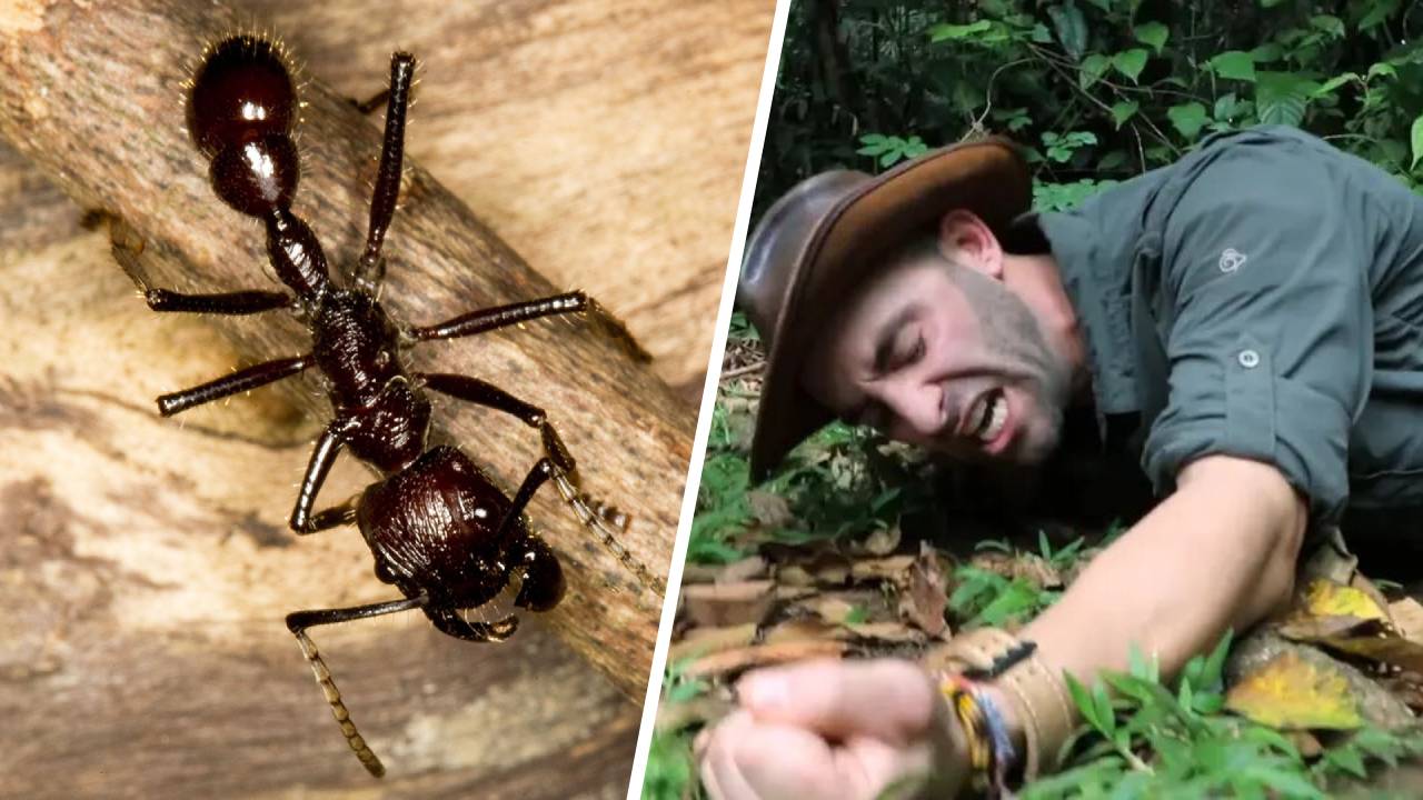 Así es la picadura de insecto más dolorosa del mundo