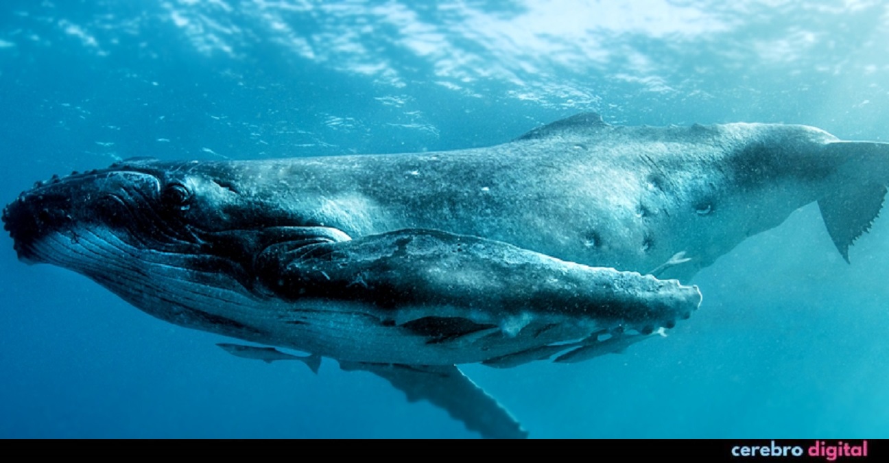 Los científicos contactan ballenas en el primer experimento de comunicación del mundo 1 -