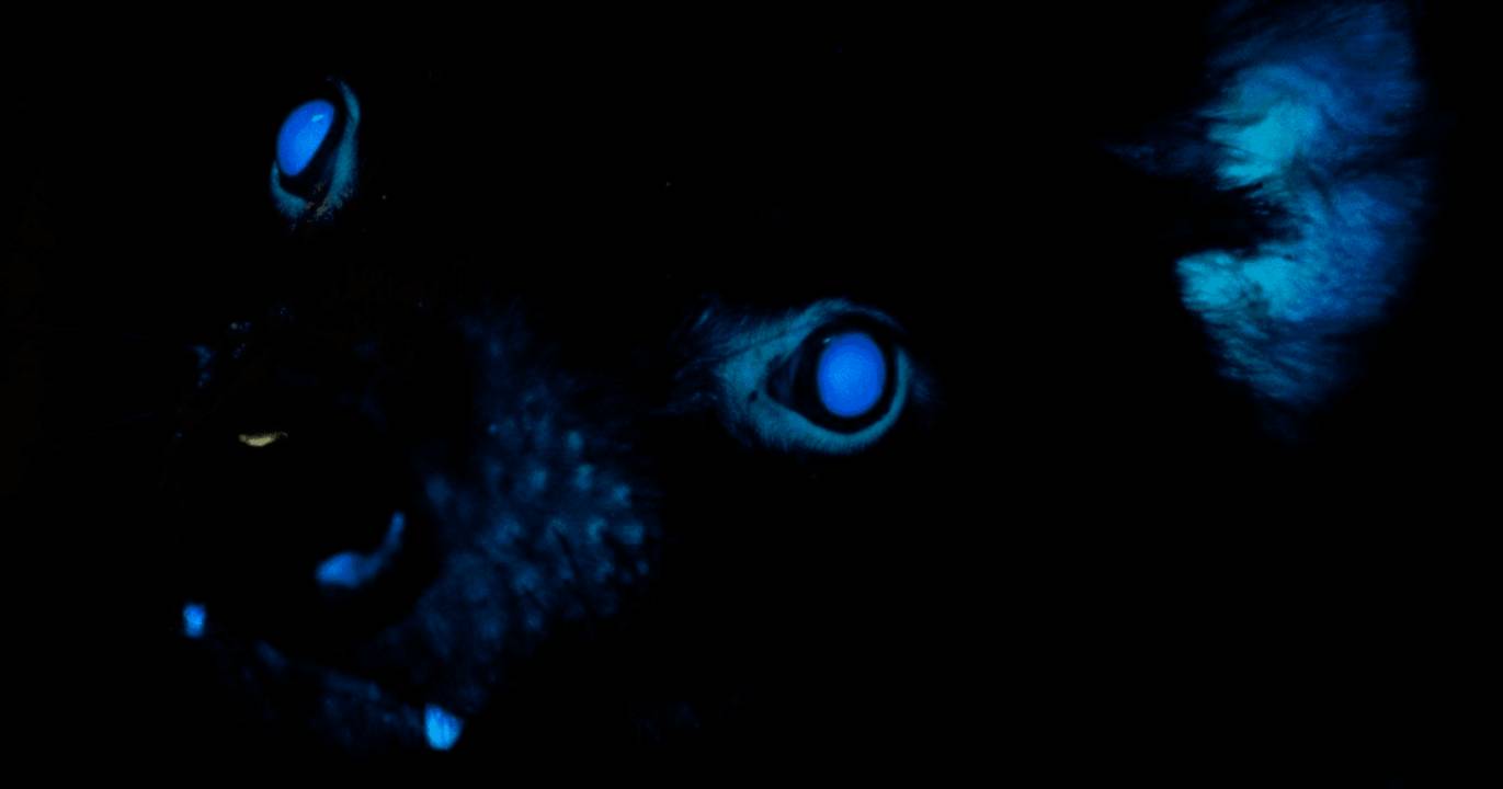 Documentan por primera vez la biofluorescencia en demonios de Tasmania 1 Documentan por primera vez la biofluorescencia en demonios de Tasmania