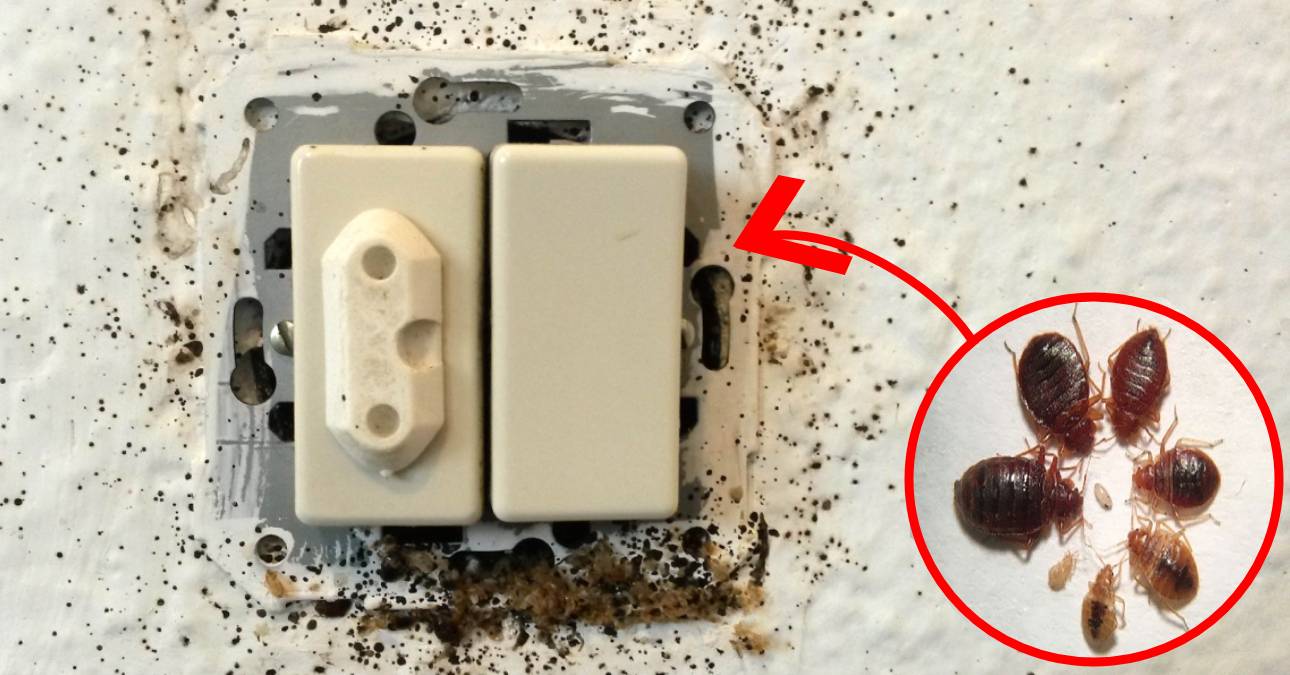 El truco definitivo para acabar con las chinches de la pared: Rápido y eficiente