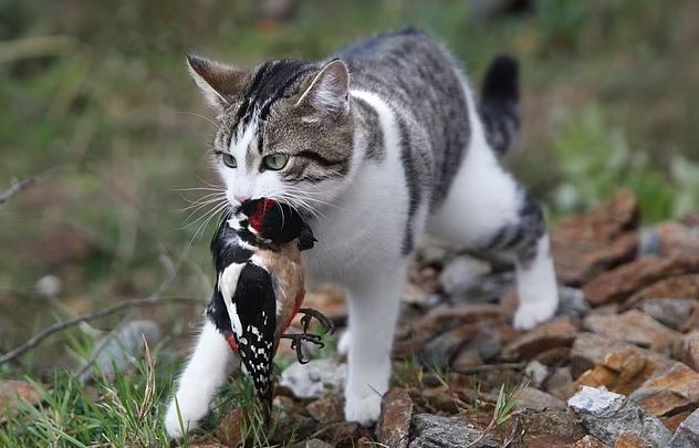 Mascotas felinas en libertad está causando estragos en el medio ambiente 2 -