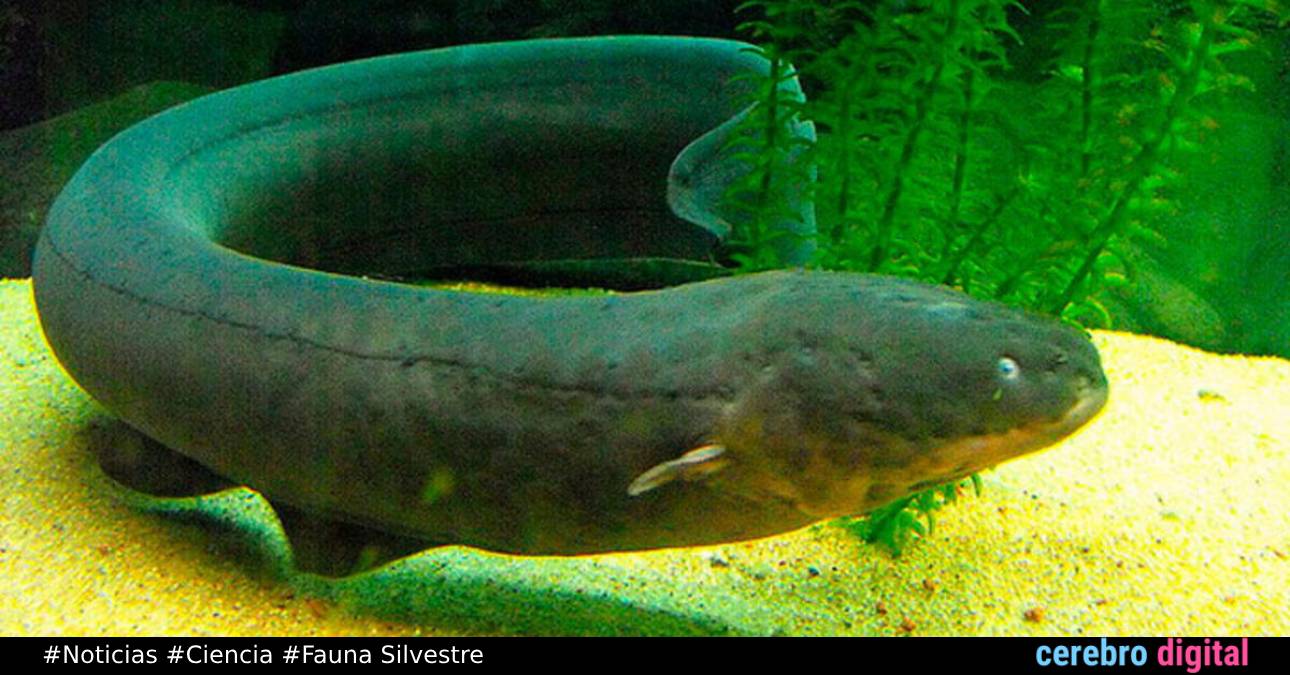 La anguila eléctrica es capaz de modificar el material genético de animales cercanos, revela estudio