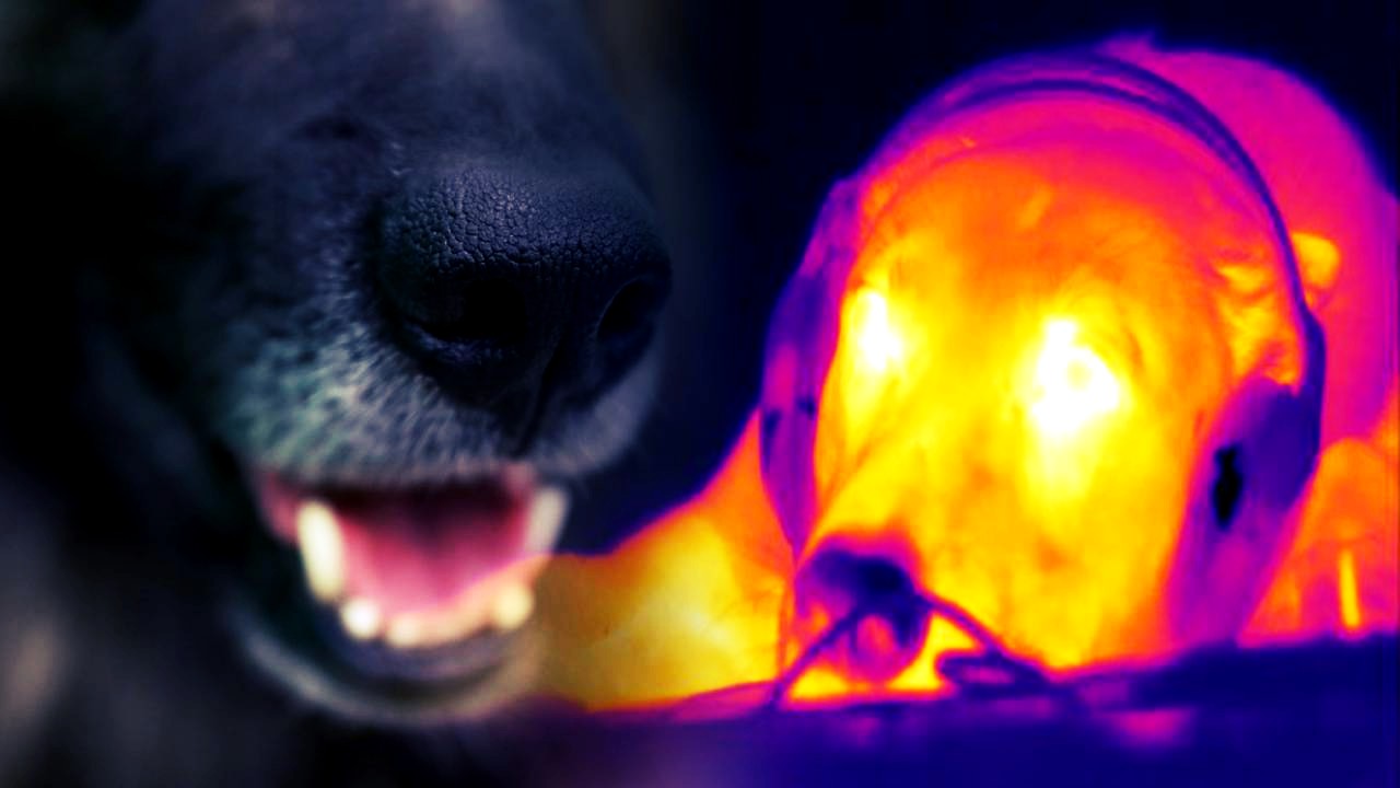 Los perros tienen un sentido desconocido hasta ahora: detectan calor con la nariz 1 Los perros tienen un sentido desconocido hasta ahora: detectan calor con la nariz