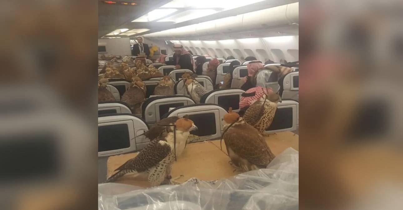 Príncipe Saudí compró boletos individuales para sus 80 halcones