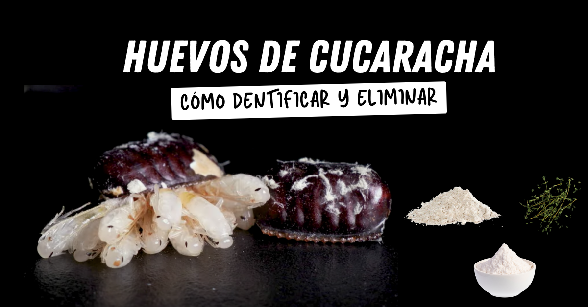 Cómo identificar y eliminar los huevos de cucaracha 1 identificar y eliminar los huevos de cucaracha,eliminar los huevos de cucaracha - identificar y eliminar los huevos de cucaracha