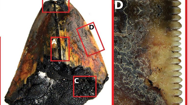 Diente de megalodón es encontrado a 3,000 metros de profundidad por primera vez