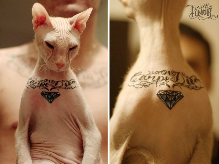Tatuador ruso le hizo 4 tatuajes a su gato sin pelo y desató la polémica 2 Este tatuador ruso le hizo 4 tatuajes a su gato sin pelo, y la gente está furiosa