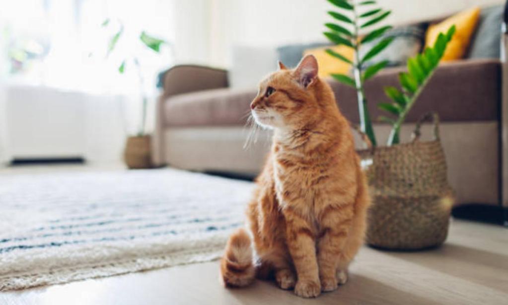 Cómo hacer que un gato no quiera escapar de casa