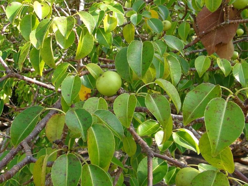 Si ves este árbol ¡Corre! El terrible y tóxico manchineel