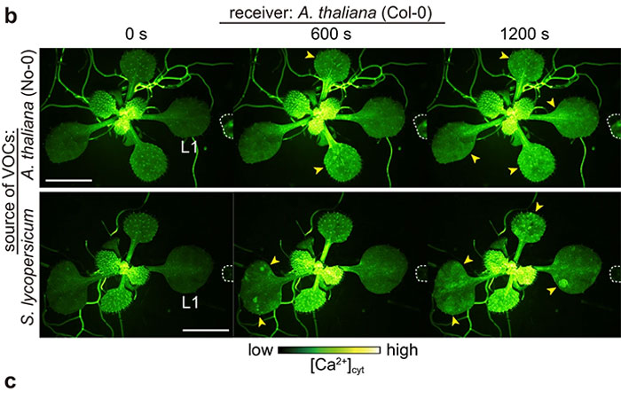 VIDEO: Plantas hablando hacen que las redes sociales reconsideren lo que pensaban sobre la vida 2 VIDEO: Plantas hablando hacen que las redes sociales reconsideren lo que pensaban sobre la vida