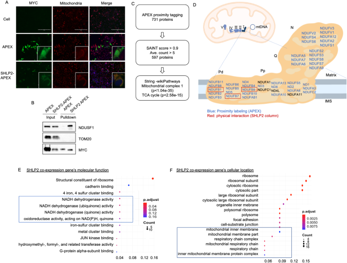 Peculiaridad genética protege contra el Parkinson y conduciría a nuevos tratamientos, reveló estudio 4 Peculiaridad genética protege contra el Parkinson y conducir a nuevos tratamientos, reveló estudio