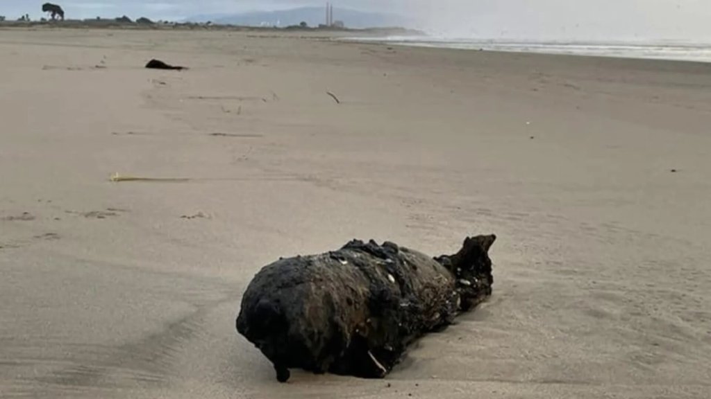 Un hombre viaja por Japón con un rastreador GPS para crear una propuesta de matrimonio de 7.163,67 kilómetros