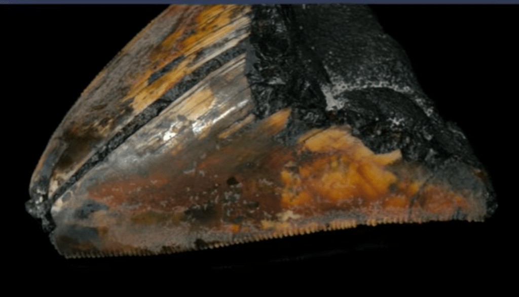 Diente de megalodón es encontrado a 3,000 metros de profundidad por primera vez