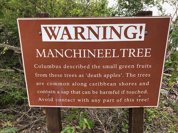 Si ves este árbol ¡Corre! El terrible y tóxico manchineel
