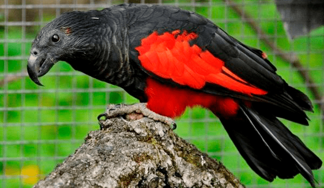 El loro Drácula: El ave más misterioso que existe