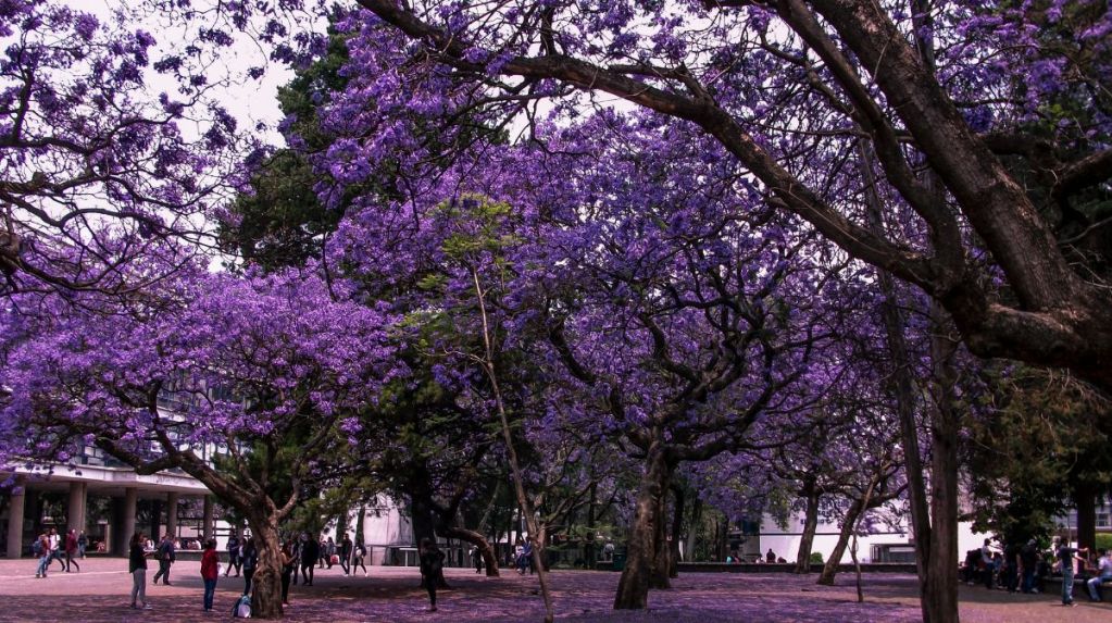Las jacarandas están floreciendo antes de tiempo en CDMX y enciende todas las alarmas de alerta 3 Las jacarandas están floreciendo antes de tiempo en CdMx y enciende todas las alarmas de alerta