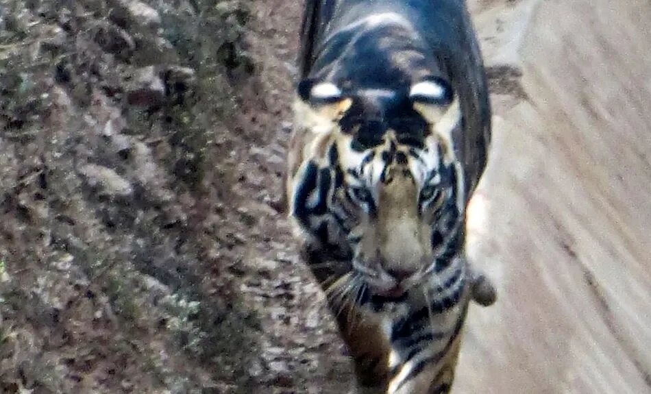 Fotografiaron a un tigre negro, del cual solo quedan 7 en el planeta