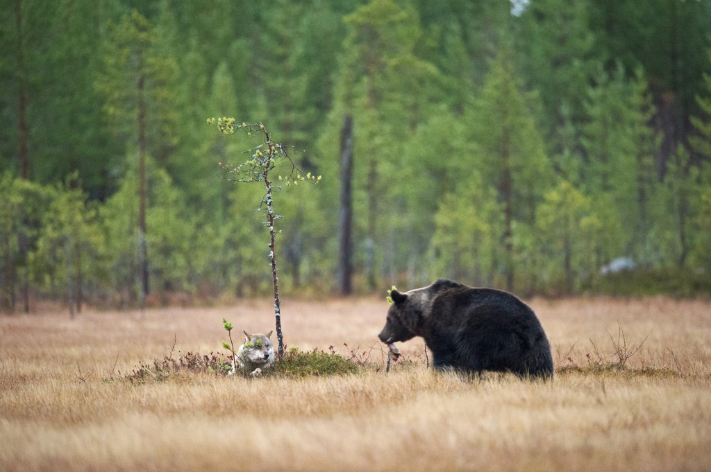 La misteriosa amistad entre un lobo y un oso que documentó un fotógrafo 4 La misteriosa amistad entre un lobo y un oso que documentó un fotógrafo