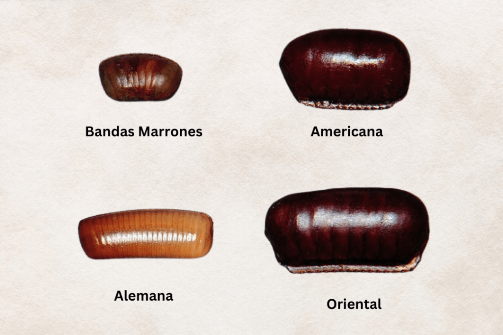 Cómo identificar y eliminar los huevos de cucaracha 2 identificar y eliminar los huevos de cucaracha,eliminar los huevos de cucaracha - identificar y eliminar los huevos de cucaracha