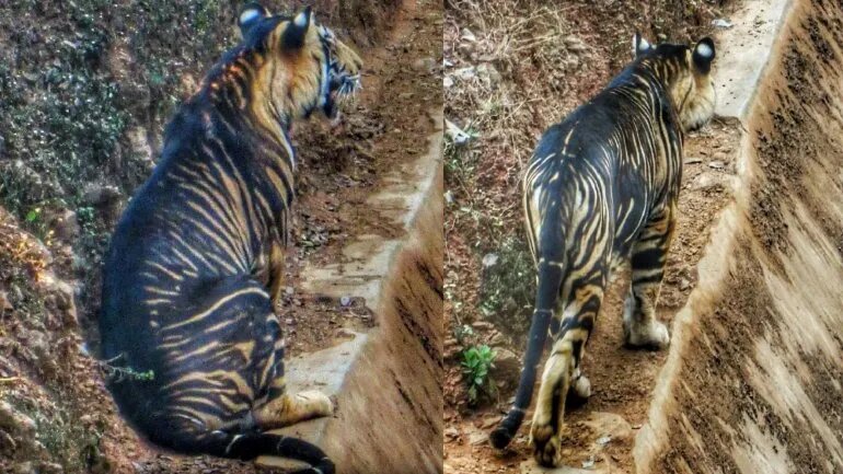 Fotografiaron a un tigre negro, del cual solo quedan 7 en el planeta