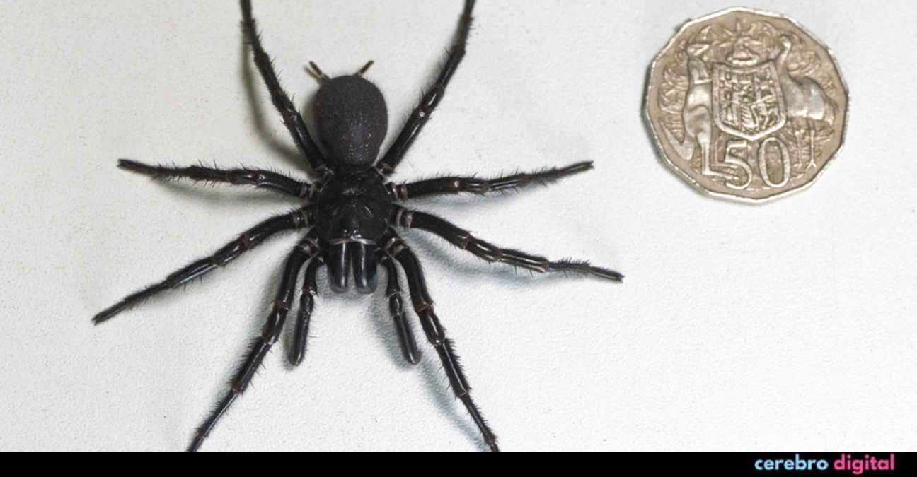 Encuentran en Australia el ejemplar macho más grande de la araña más venenosa del mundo 1 -