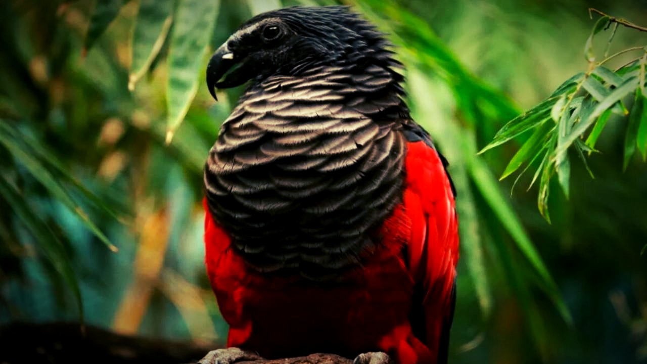 El loro Drácula: El ave más misterioso que existe