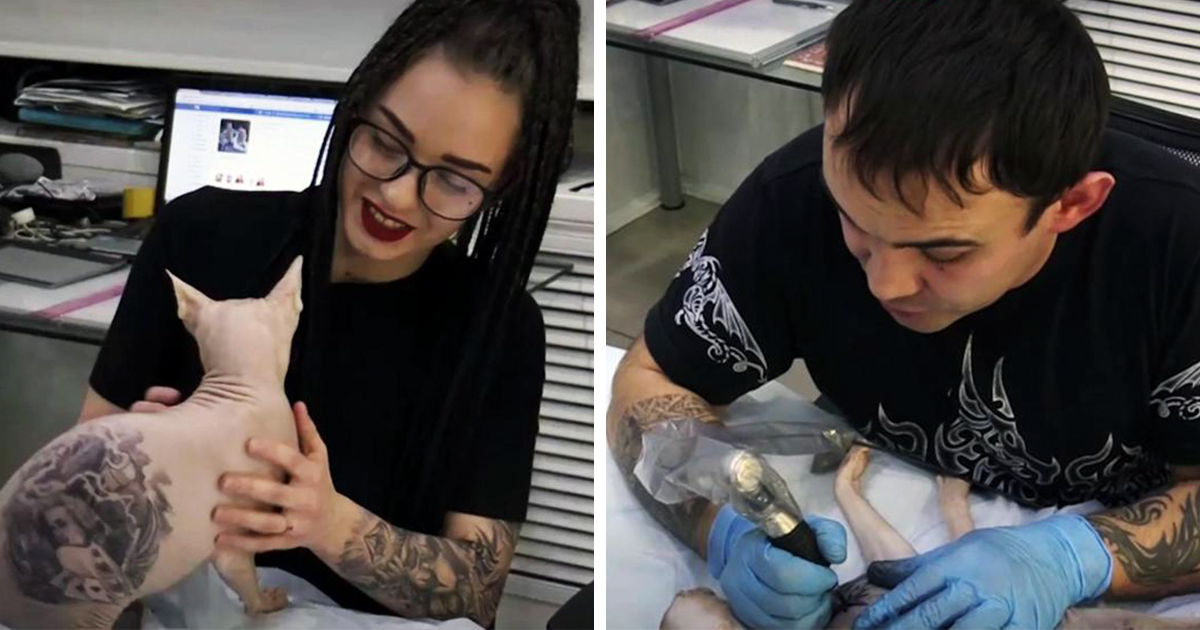 Tatuador ruso le hizo 4 tatuajes a su gato sin pelo y desató la polémica 1 Este tatuador ruso le hizo 4 tatuajes a su gato sin pelo, y la gente está furiosa