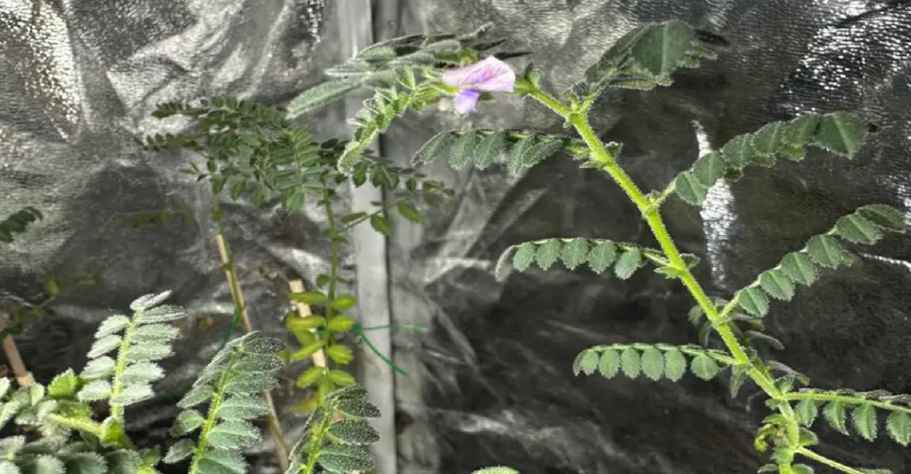 Garbanzos cultivados por primera vez en polvo lunar 1 -