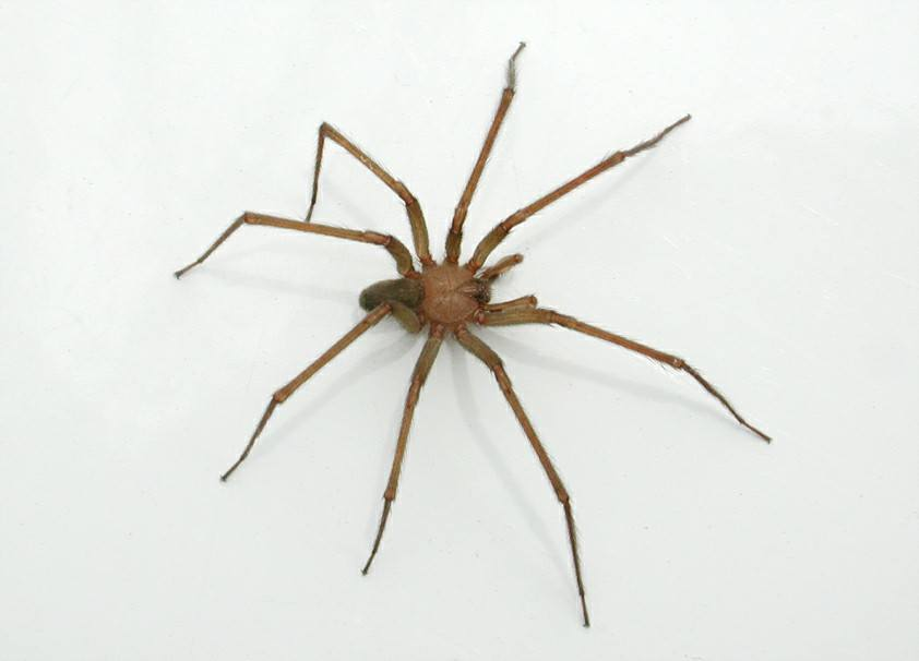 Qué hacer ante una mordedura de la araña violinista que ya cobró dos vidas en menos de un mes 2 araña violinista - araña violinista
