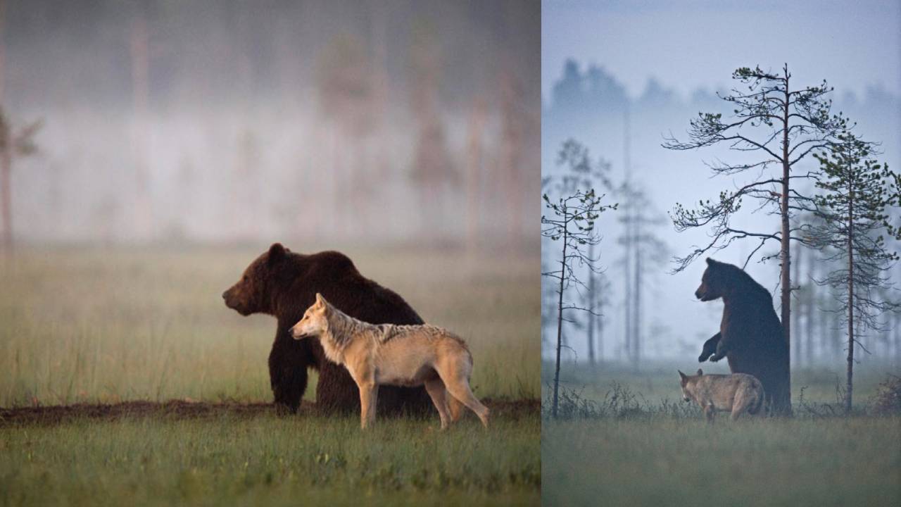 La misteriosa amistad entre un lobo y un oso que documentó un fotógrafo 1 La misteriosa amistad entre un lobo y un oso que documentó un fotógrafo