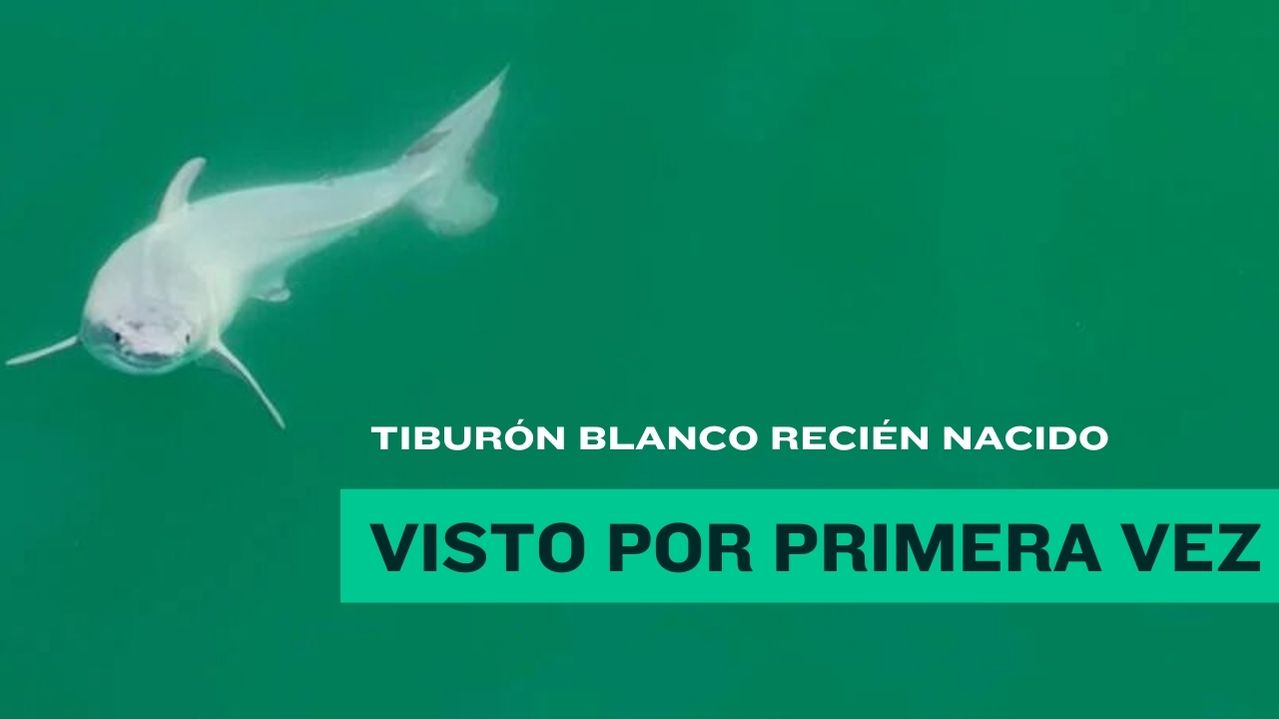 ¡Por primera vez! Avistan un tiburón blanco recién nacido vivo y estado salvaje